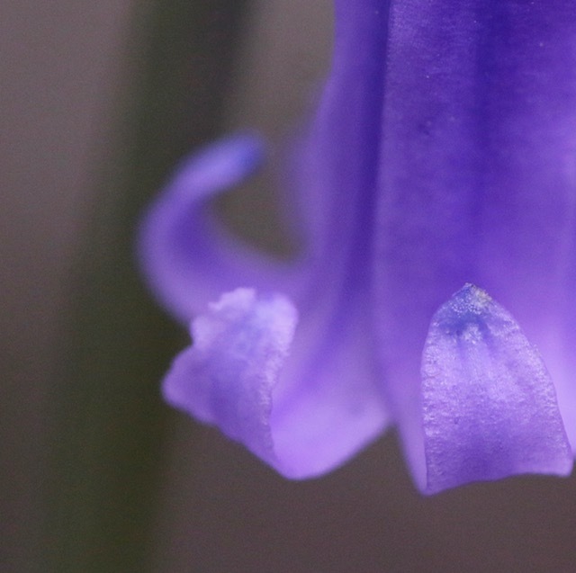 image of a bluebell flower